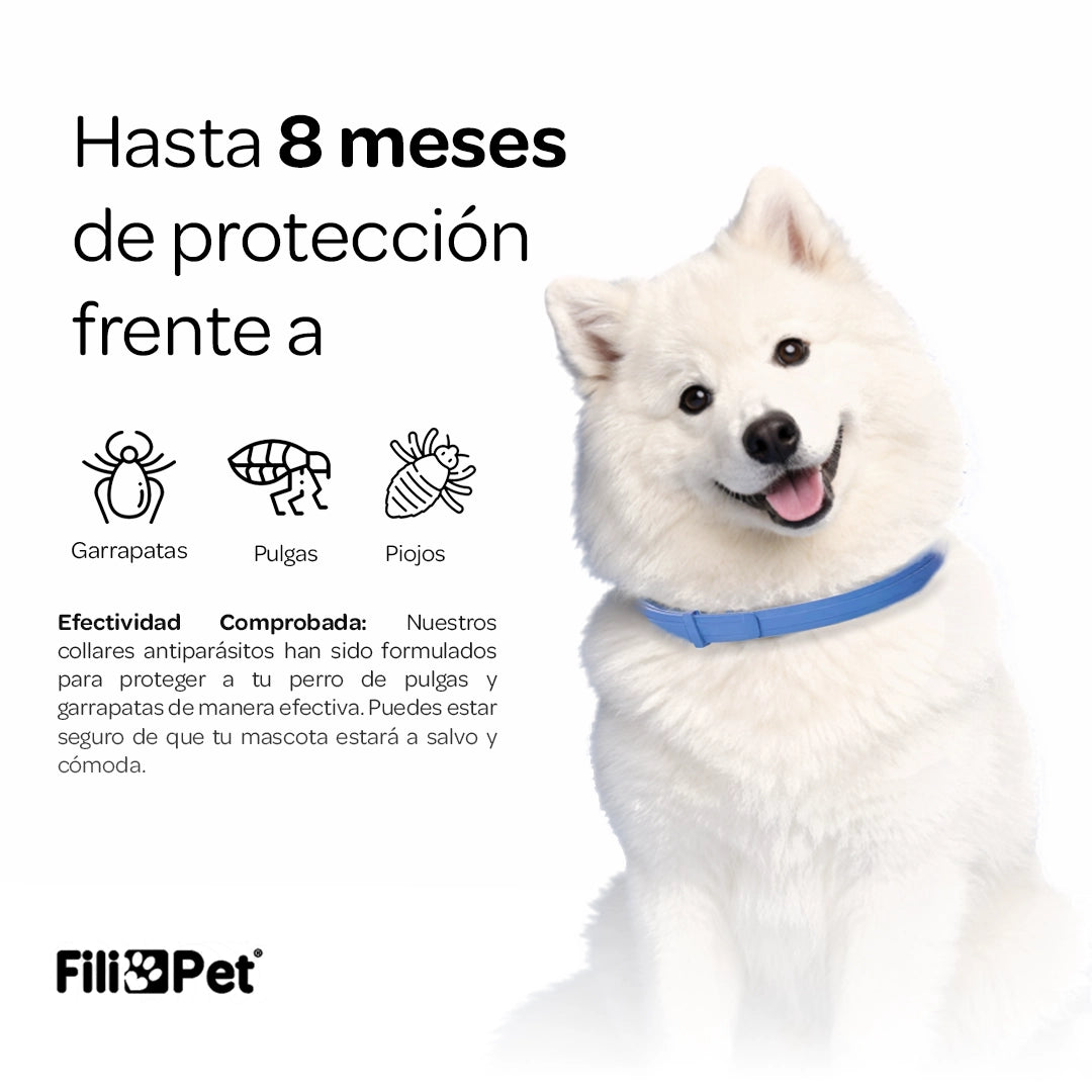 Perro blanco con collar antiparasitario azul FilioPet que ofrece protección eficaz contra pulgas, garrapatas y mosquitos durante 8 meses.