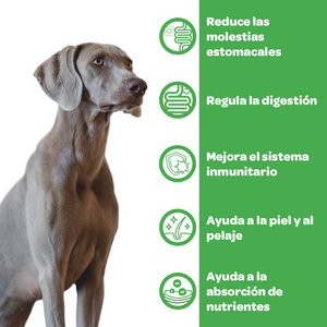 Filiflora Probiótico para perros