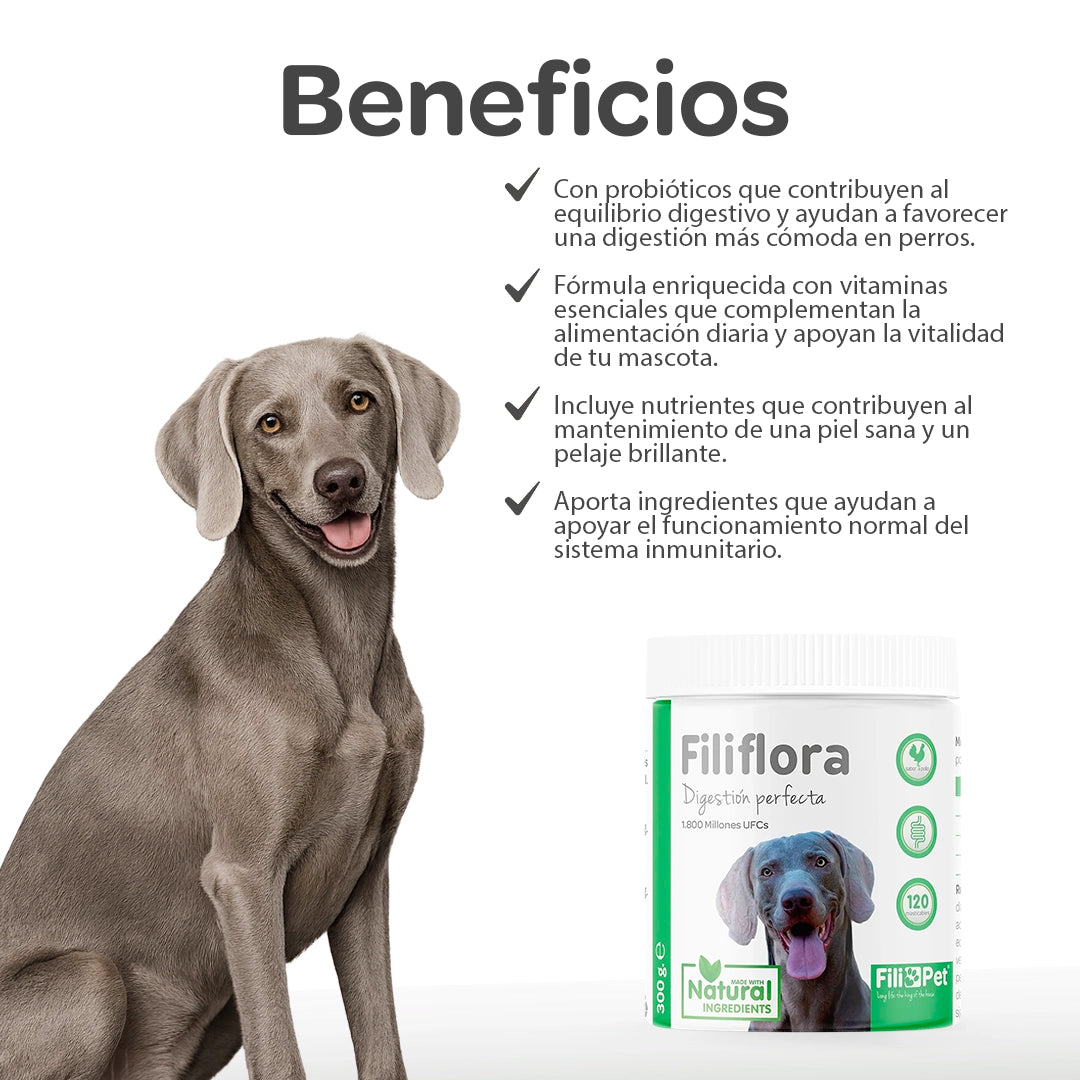 Perro saludable junto al suplemento Filiflora que ayuda a la digestión, equilibrio intestinal y bienestar digestivo en perros